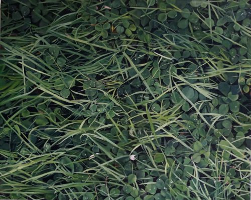 A picture containing outdoor, grass, tree, dog Description automatically generated