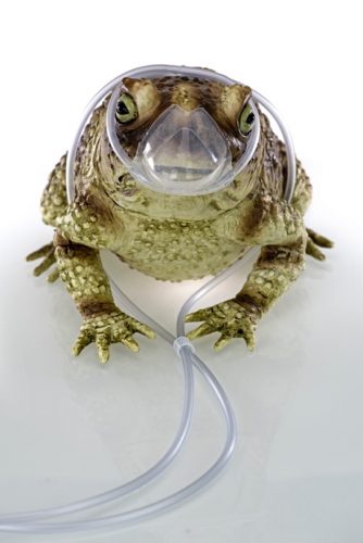 A close up of an animal Description automatically generated