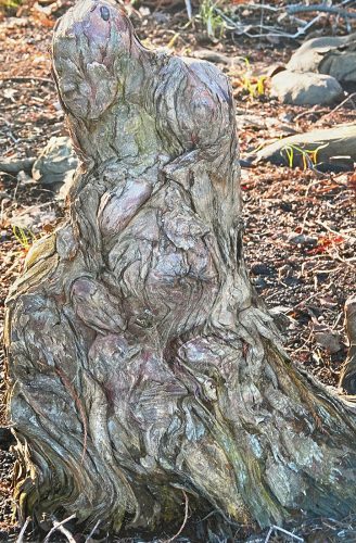 C:\Users\Lori\Desktop\roots and finishe exodus\Horowitz_Lori_Thinker 110.jpg