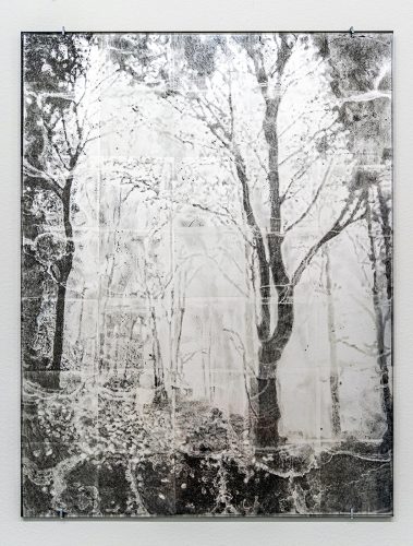 A close up of a tree Description automatically generated