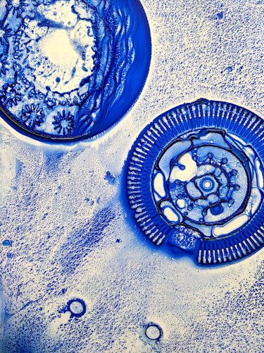 ::EHF 2020 exhibitions:EHF_blue pinwheels_2020:EHF_daisy wheels.jpg