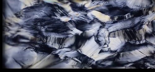 A close up of a bird Description automatically generated