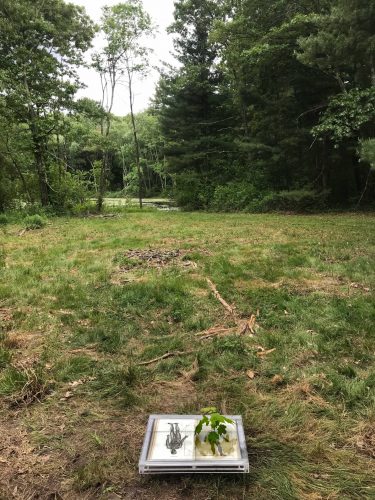 A picture containing tree, grass, outdoor, field Description automatically generated