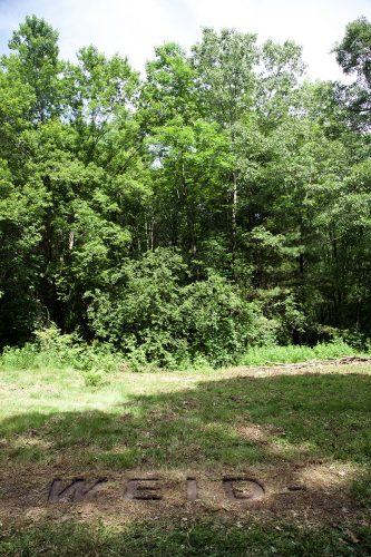 A picture containing tree, outdoor, grass, plant Description automatically generated