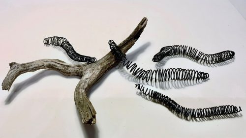 A close-up of a snake Description automatically generated with low confidence