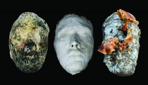 A picture containing invertebrate, mollusk, seasnail Description automatically generated