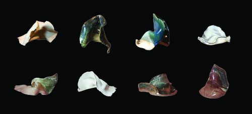 A picture containing mollusk, several Description automatically generated