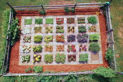 A picture containing grass, garden Description automatically generated