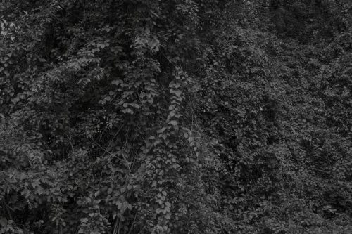 A picture containing outdoor, tree, field, night sky Description automatically generated