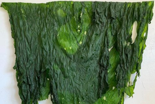 Skin #9, algae, insect pins, 60” x 62,” 2021