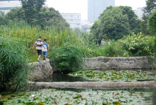 A picture containing tree, outdoor, grass, bushes Description automatically generated