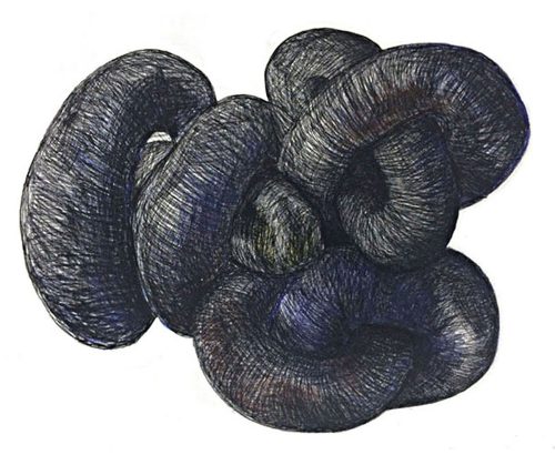 A close-up of a black object Description automatically generated