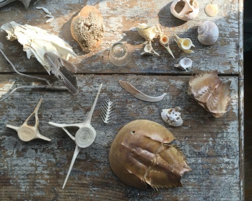 A collection of shells on a wooden surface Description automatically generated