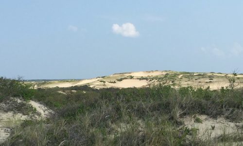 A sandy beach with sand dunes and bushes Description automatically generated with medium confidence