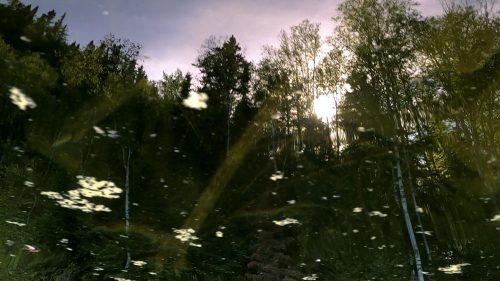 A sun shining through the trees Description automatically generated