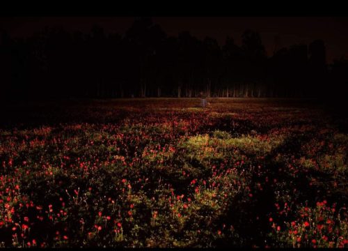 צילומי הלילה של אביב קוץ