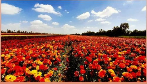 A field of flowers under a blue sky with Hitachi Seaside Park in the background Description automatically generated