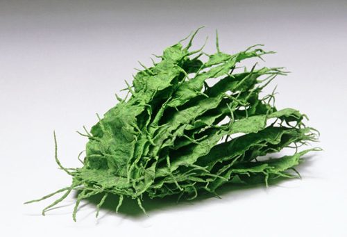 A close-up of a green plant Description automatically generated