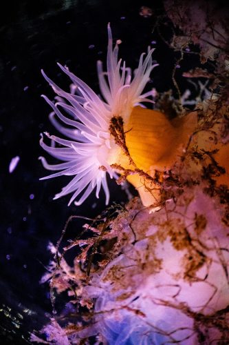 _I8A1922 anemone up small.jpg