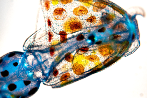 IMG_0085 baby twist squid small.jpg